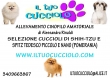 Allevamento cinofilo"Il tuo cucciolo"